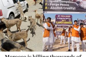 电讯报：为迎接2030年世界杯，摩洛哥正大规模捕杀流浪狗引发不满